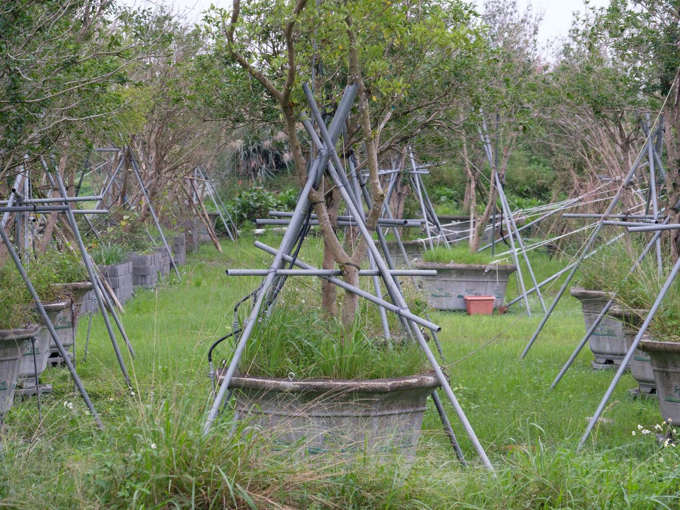Taiwanese orchard