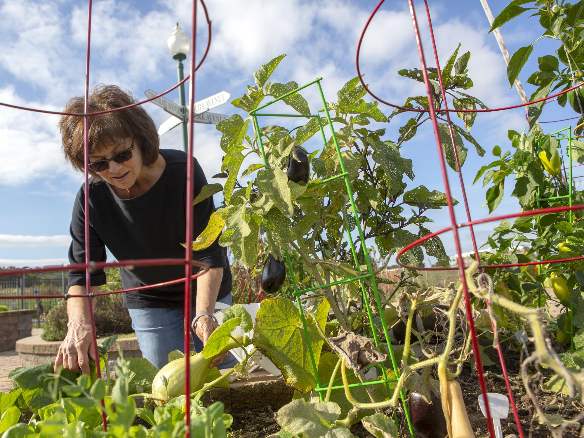 Hershey Community Garden