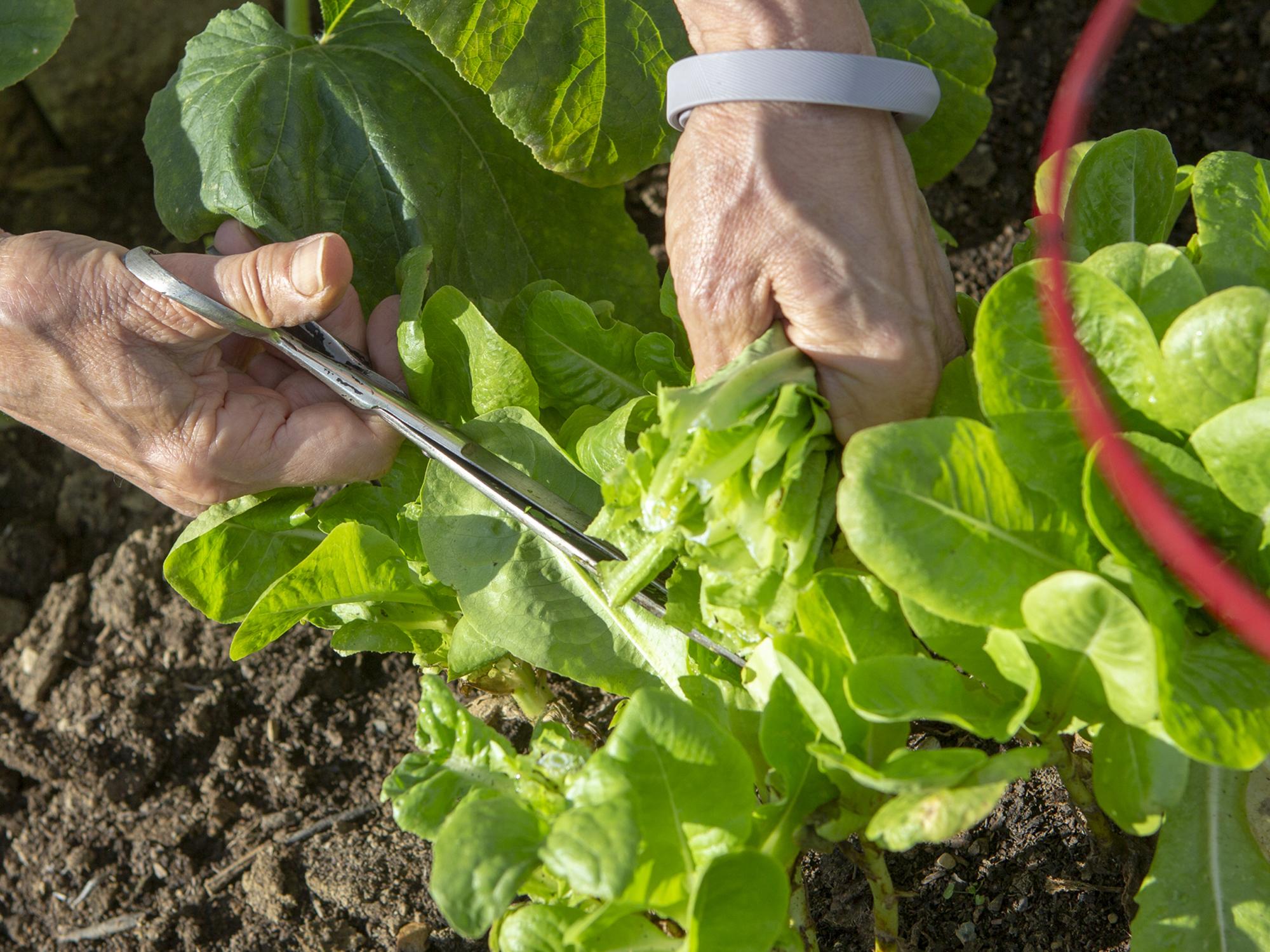 Hershey Community Garden