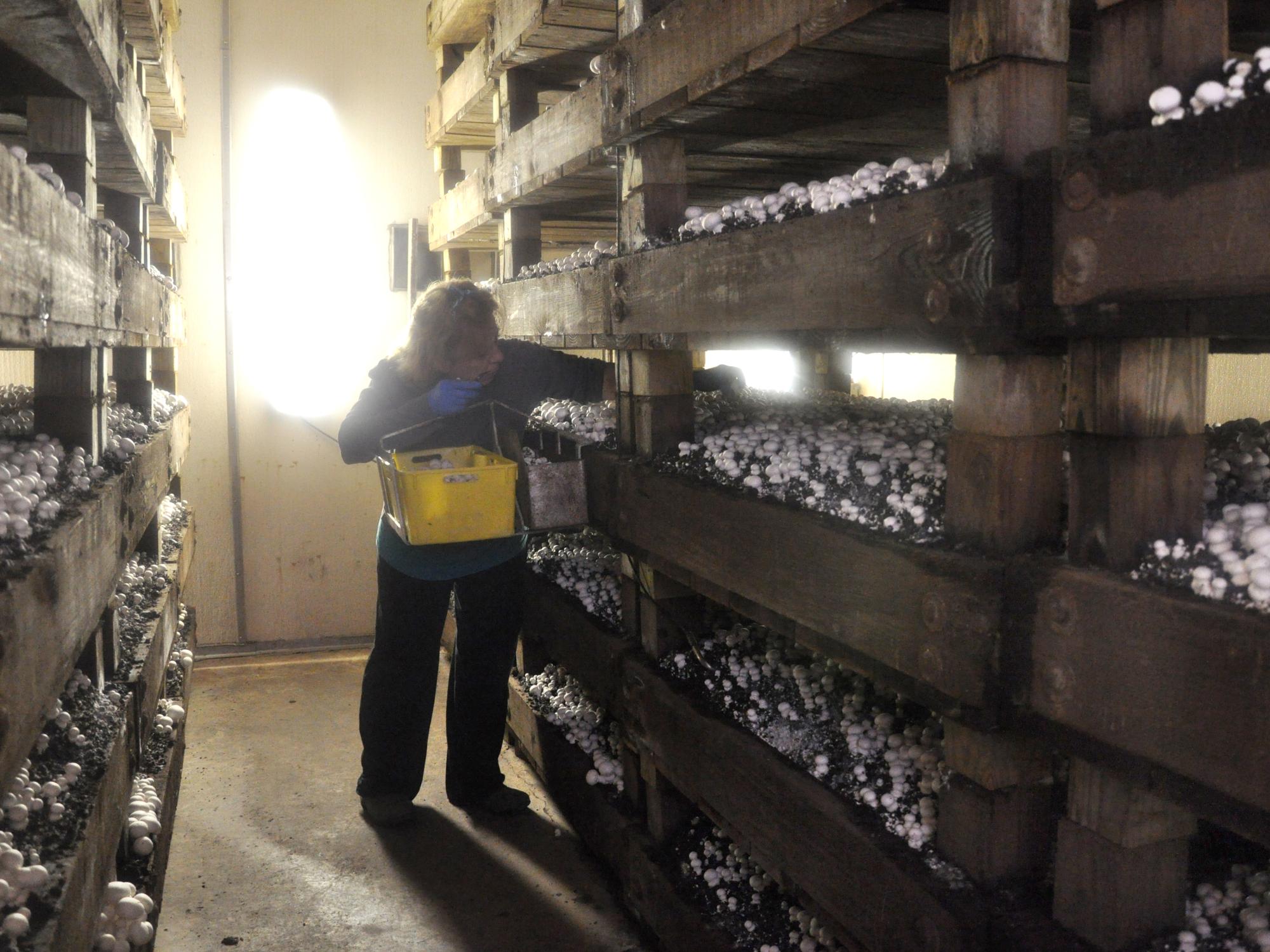 picking mushrooms