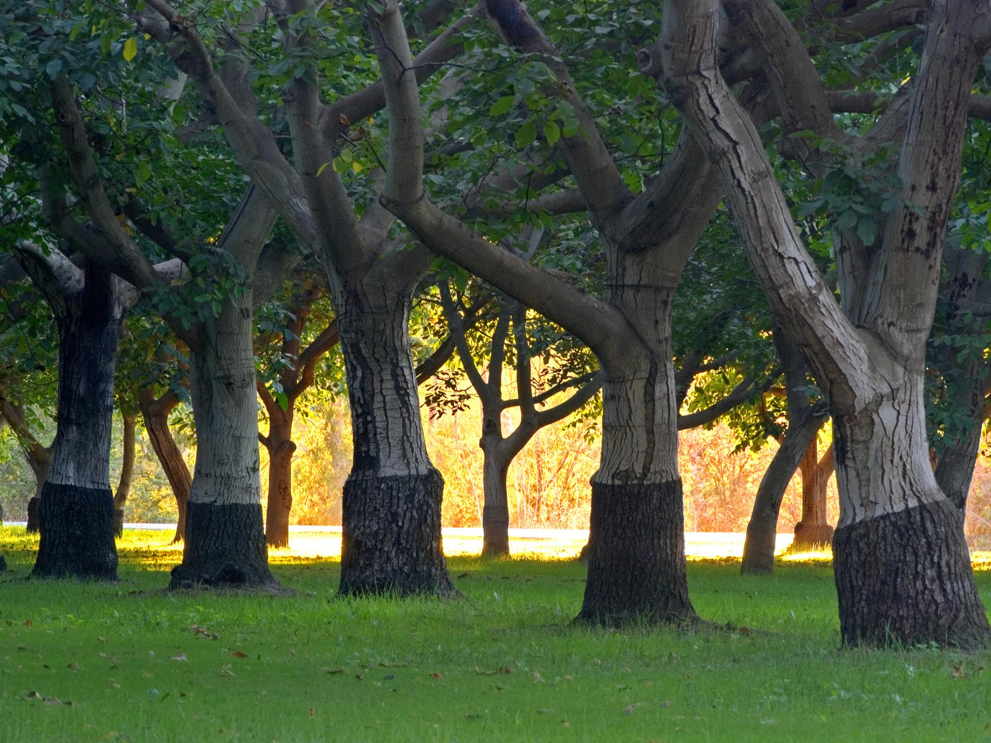 Walnut trees in a grove