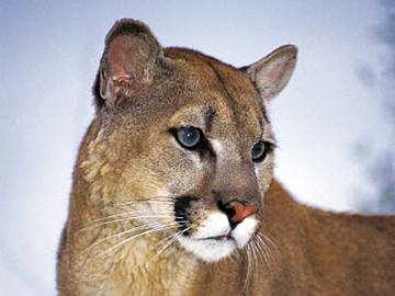 Cougar