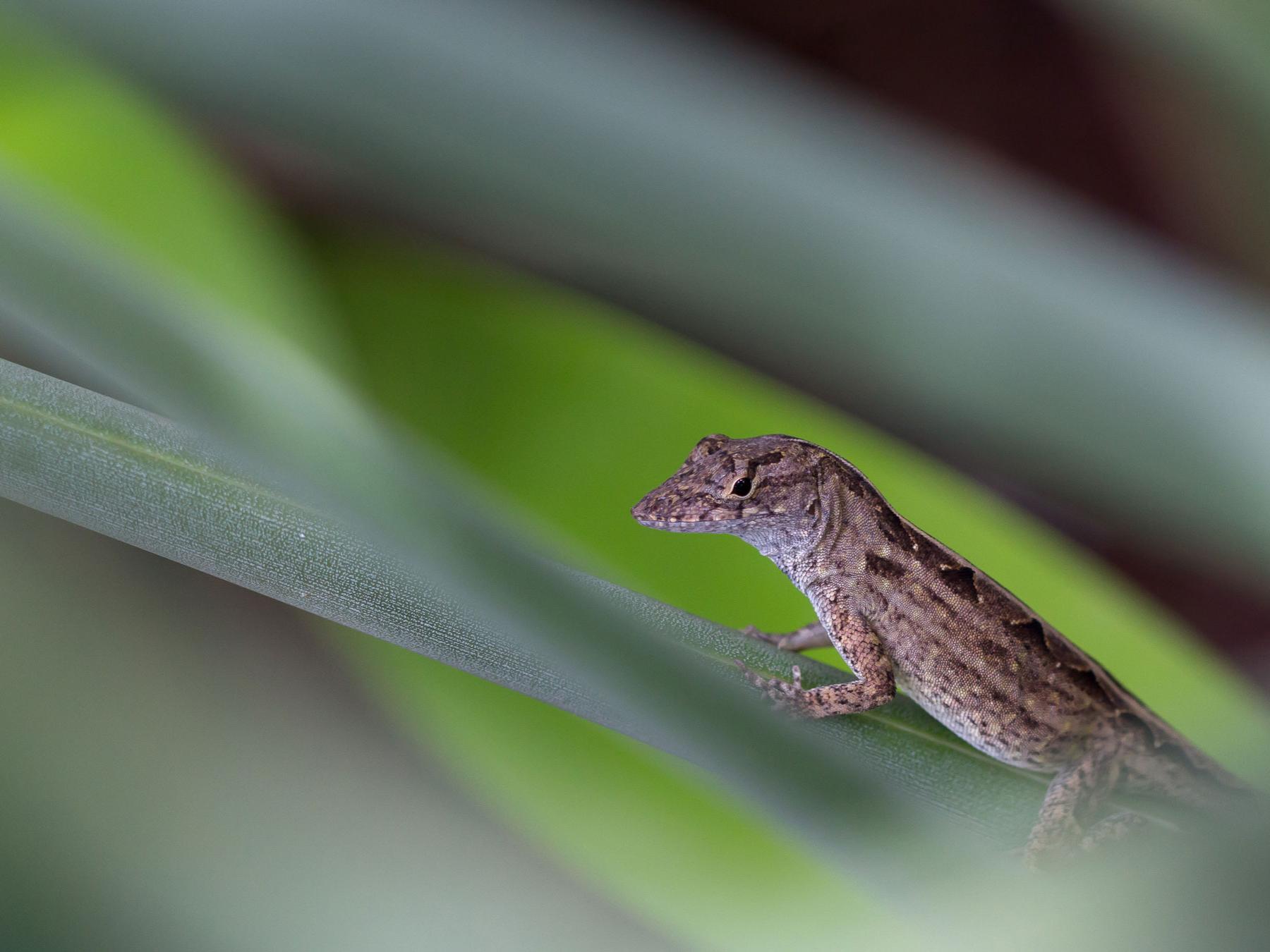 brown anole on tree