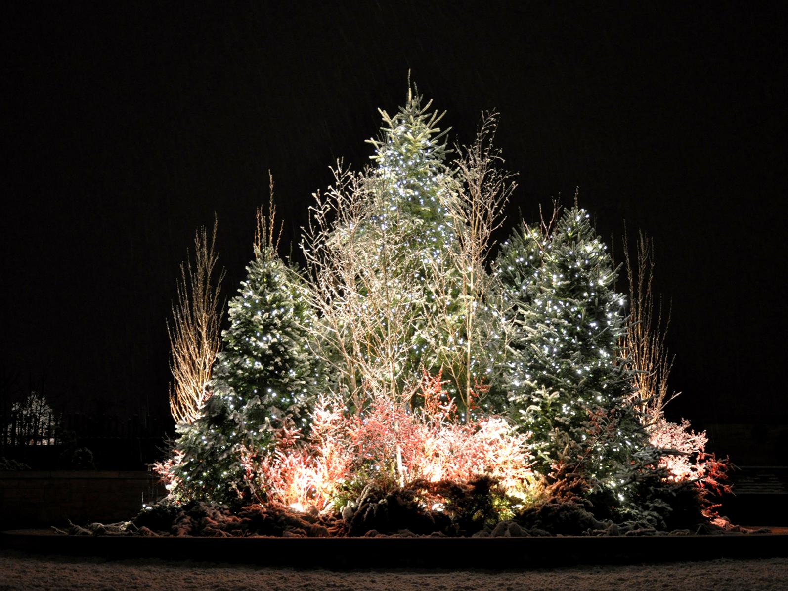 Trees lit up at the Arboretum at Penn State