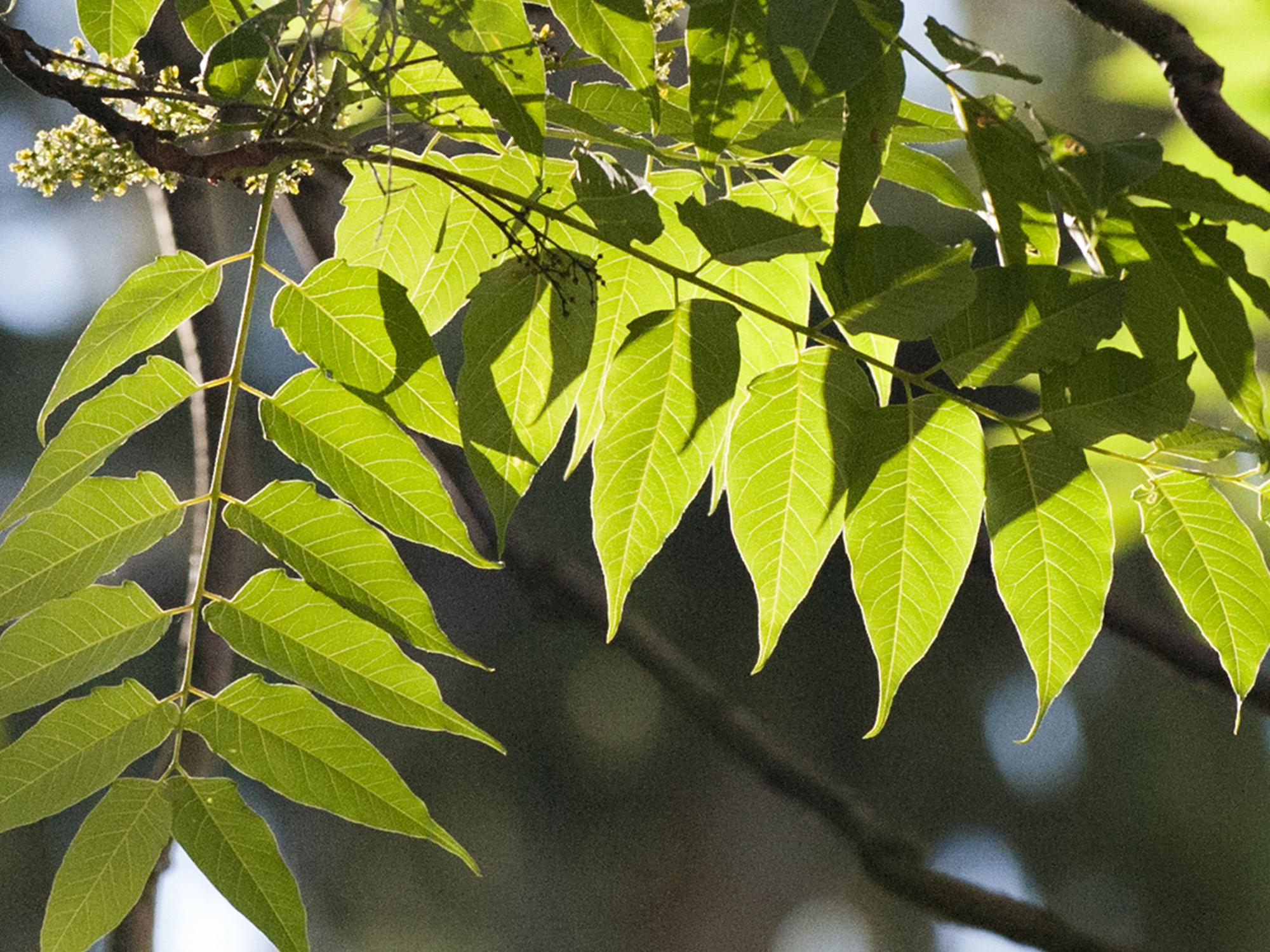 ailanthus leaves