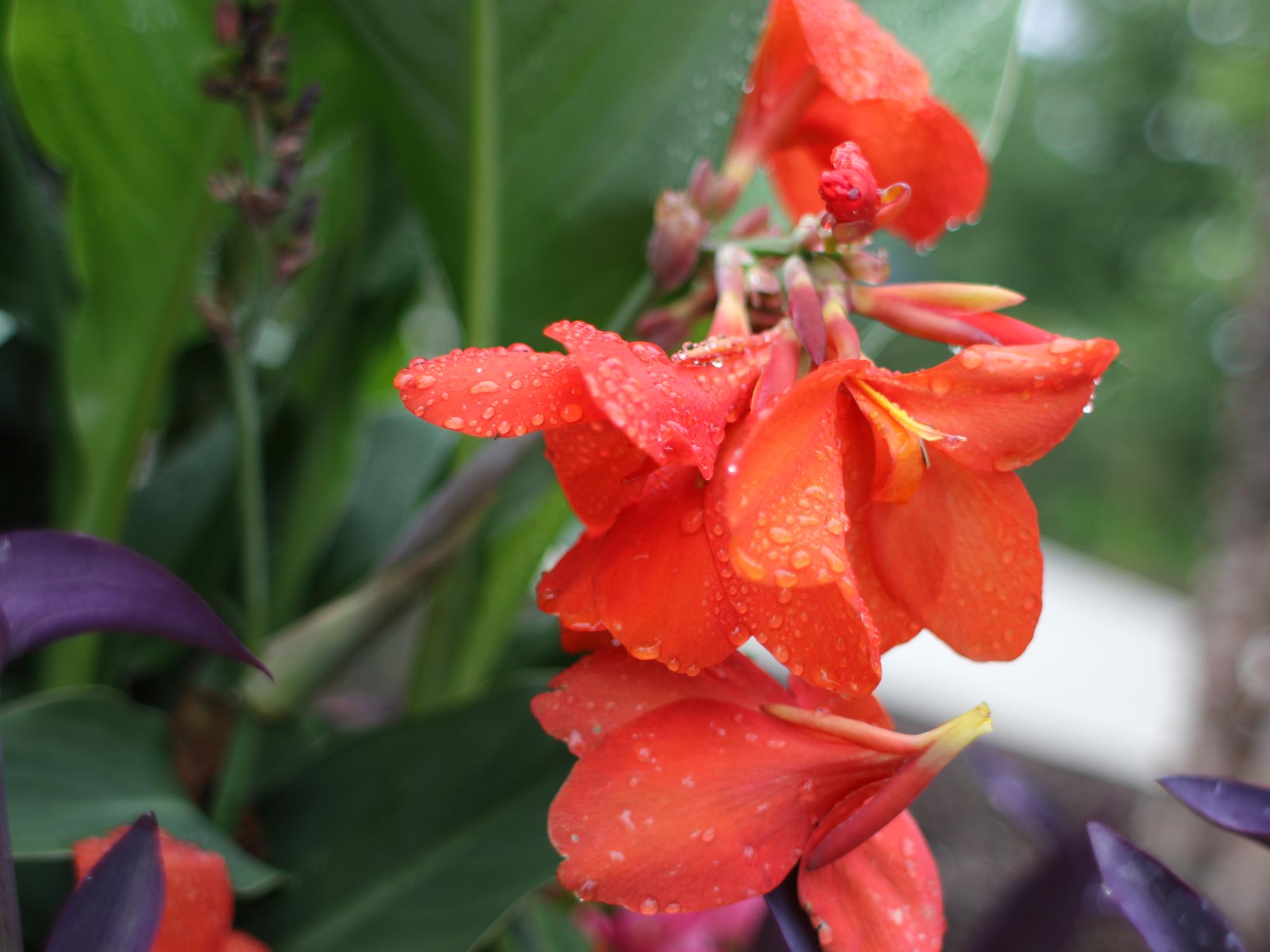 Example of a plant in Penn State Brandywine's garden.