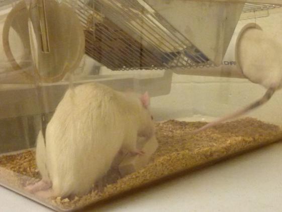 Lab rats explore enrichment items.