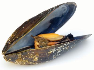 Mussel