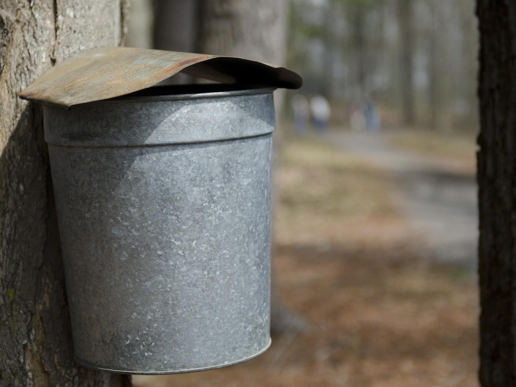 Sap bucket collects sap for maple syrup making.