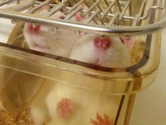 Lab rats' noses
