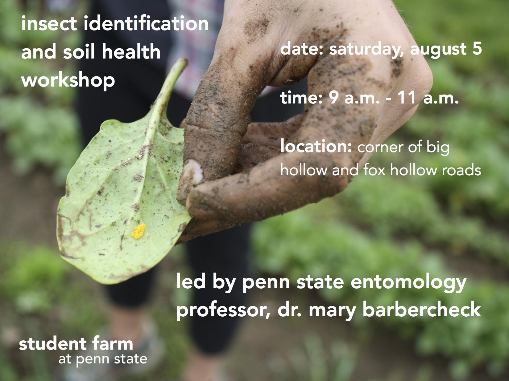 insect identification workshop