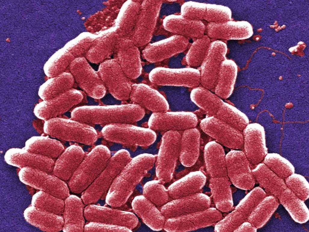 food borne bacteria 