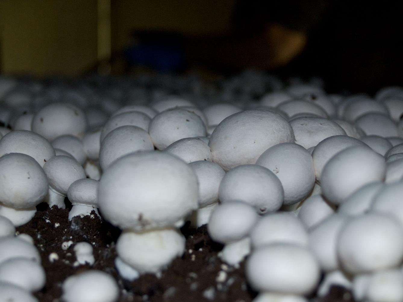 mushrooms soil