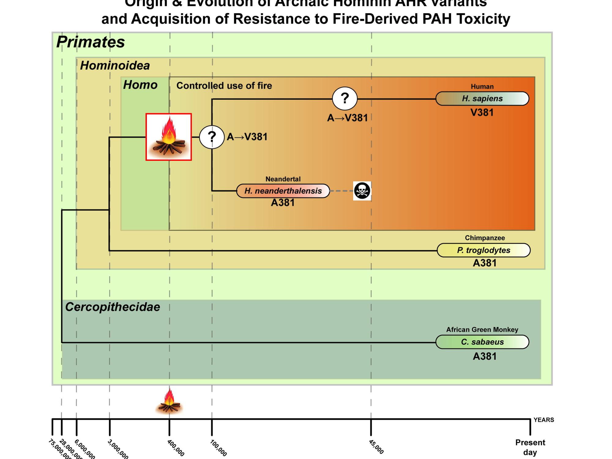 AHR Graphic