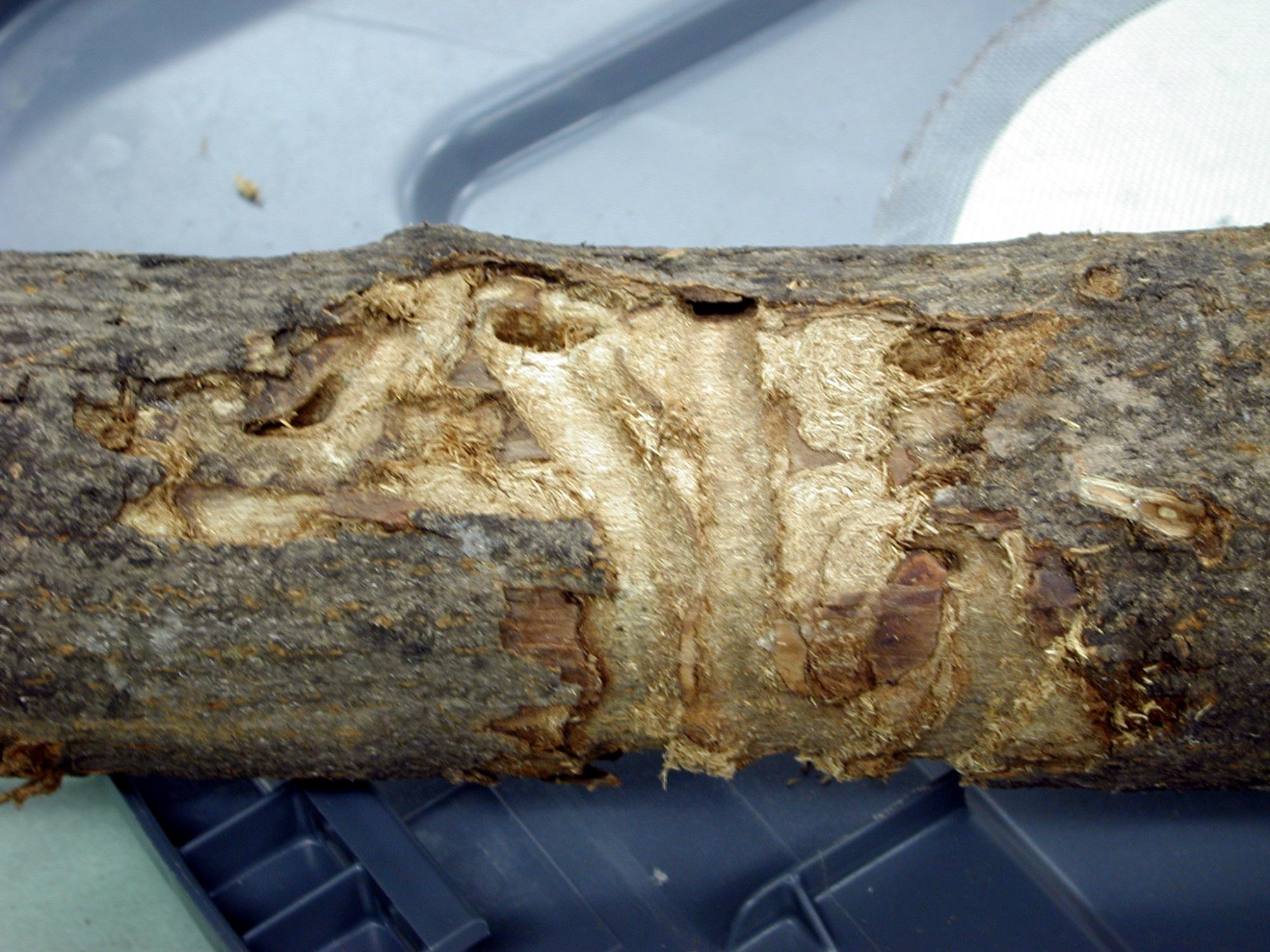 bore holes in tree trunk