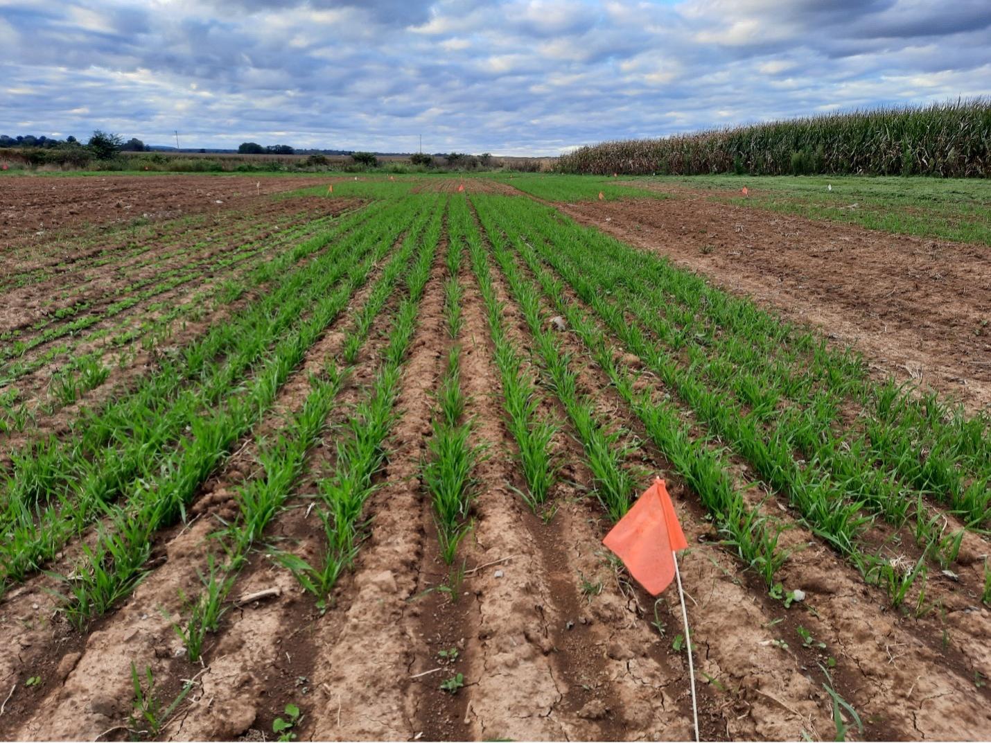 sorghum growing