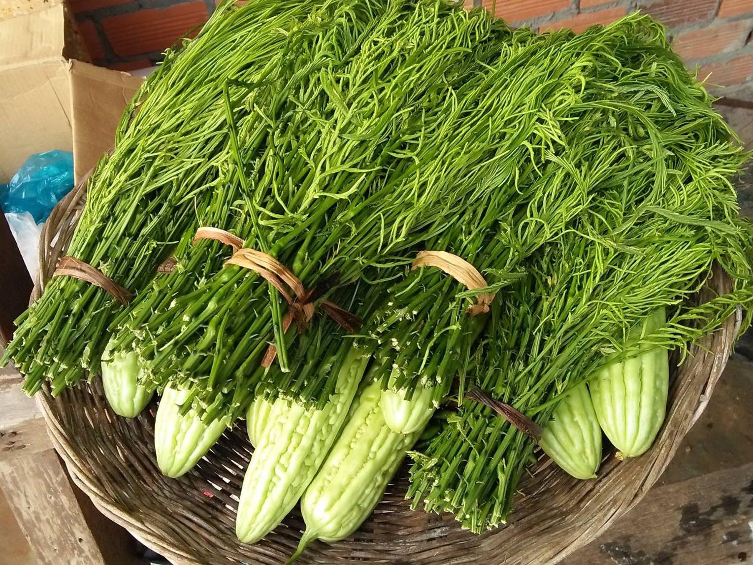 Acacia shoots