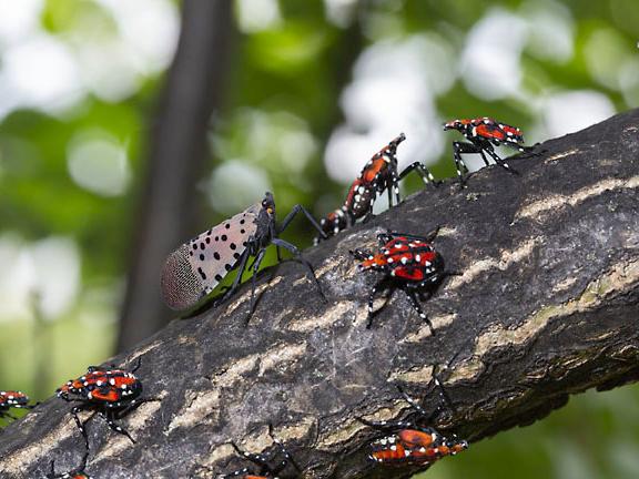 Spotted lanternfly adult at Pagoda
