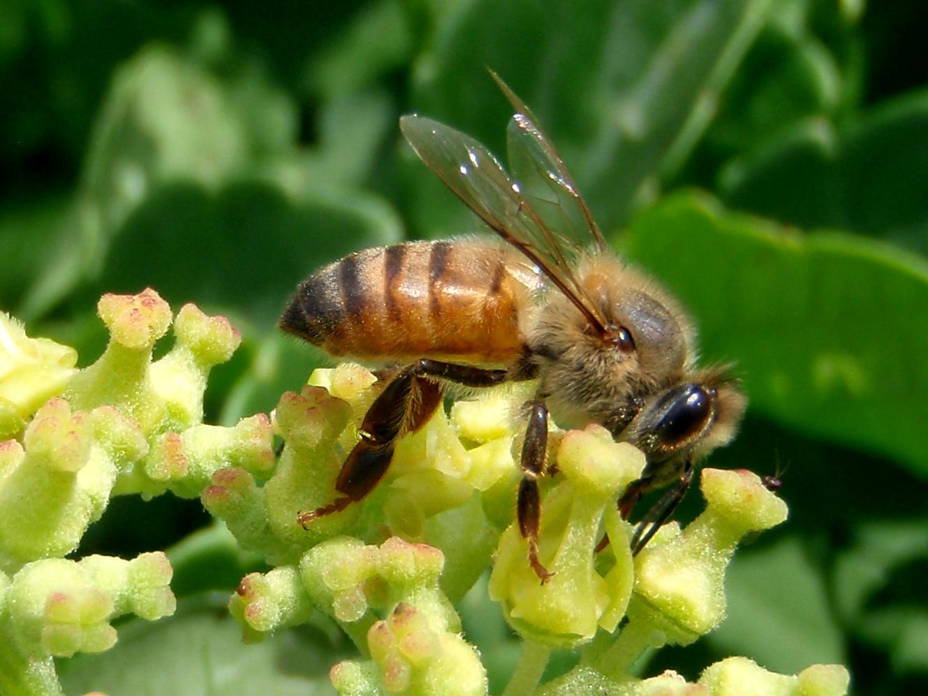 African honeybee on a white flower