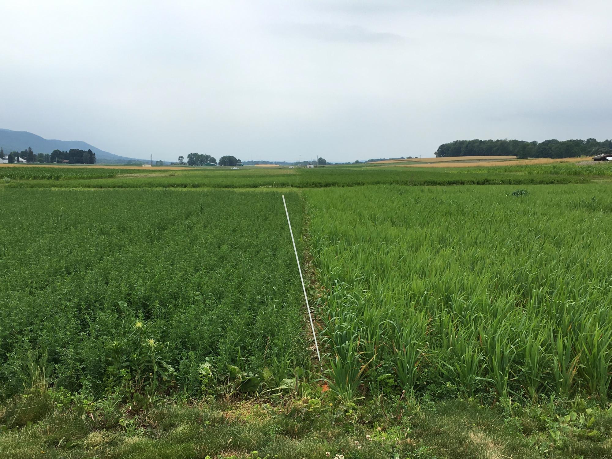 reduced herbicides