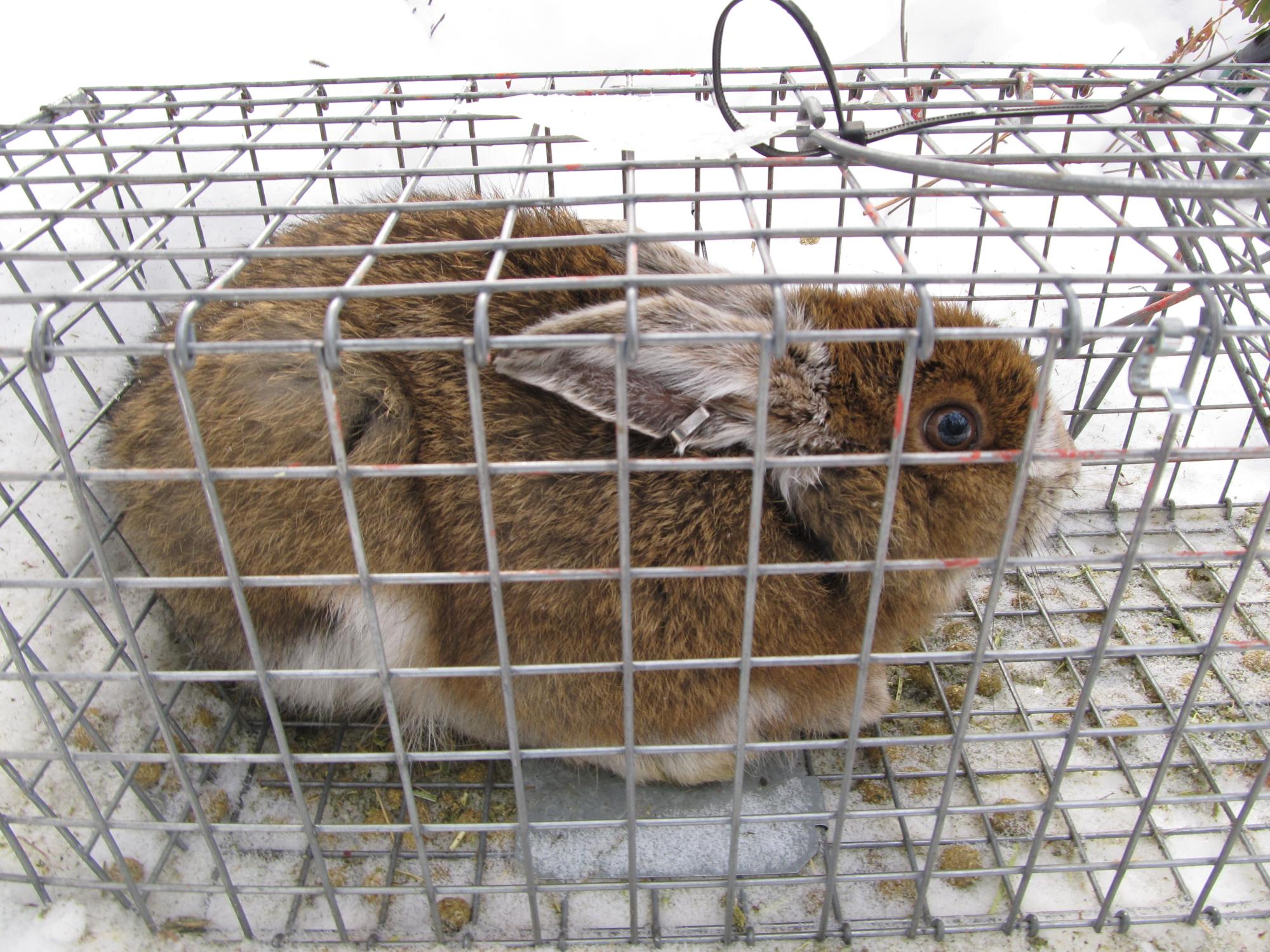 all-brown bunny