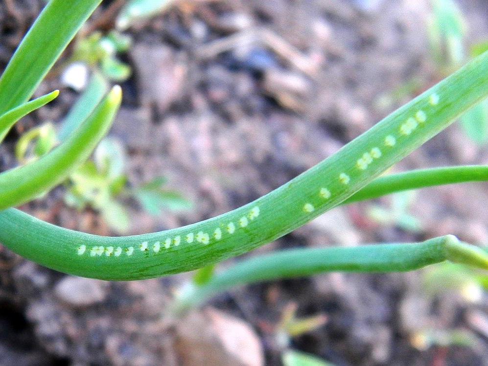 Allium leafminer feeding damage