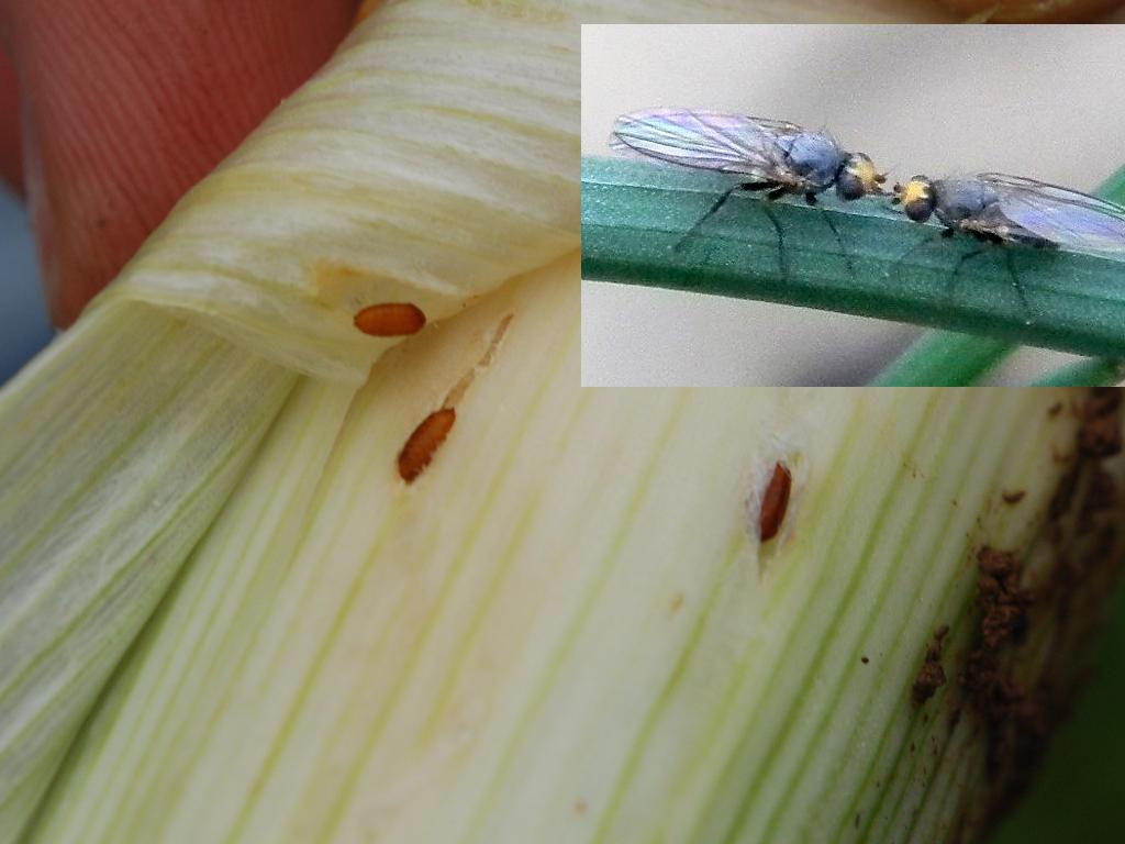 Leafminer with inset