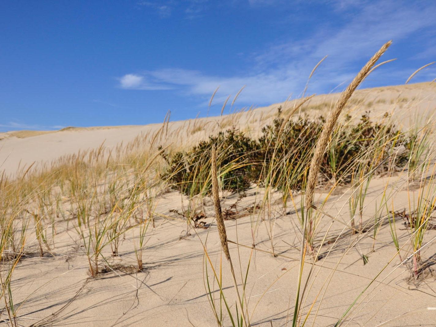 American beachgrass