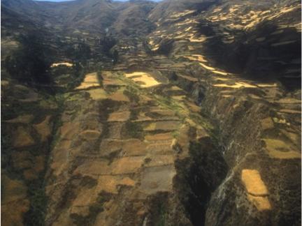 Andean potato field landscape