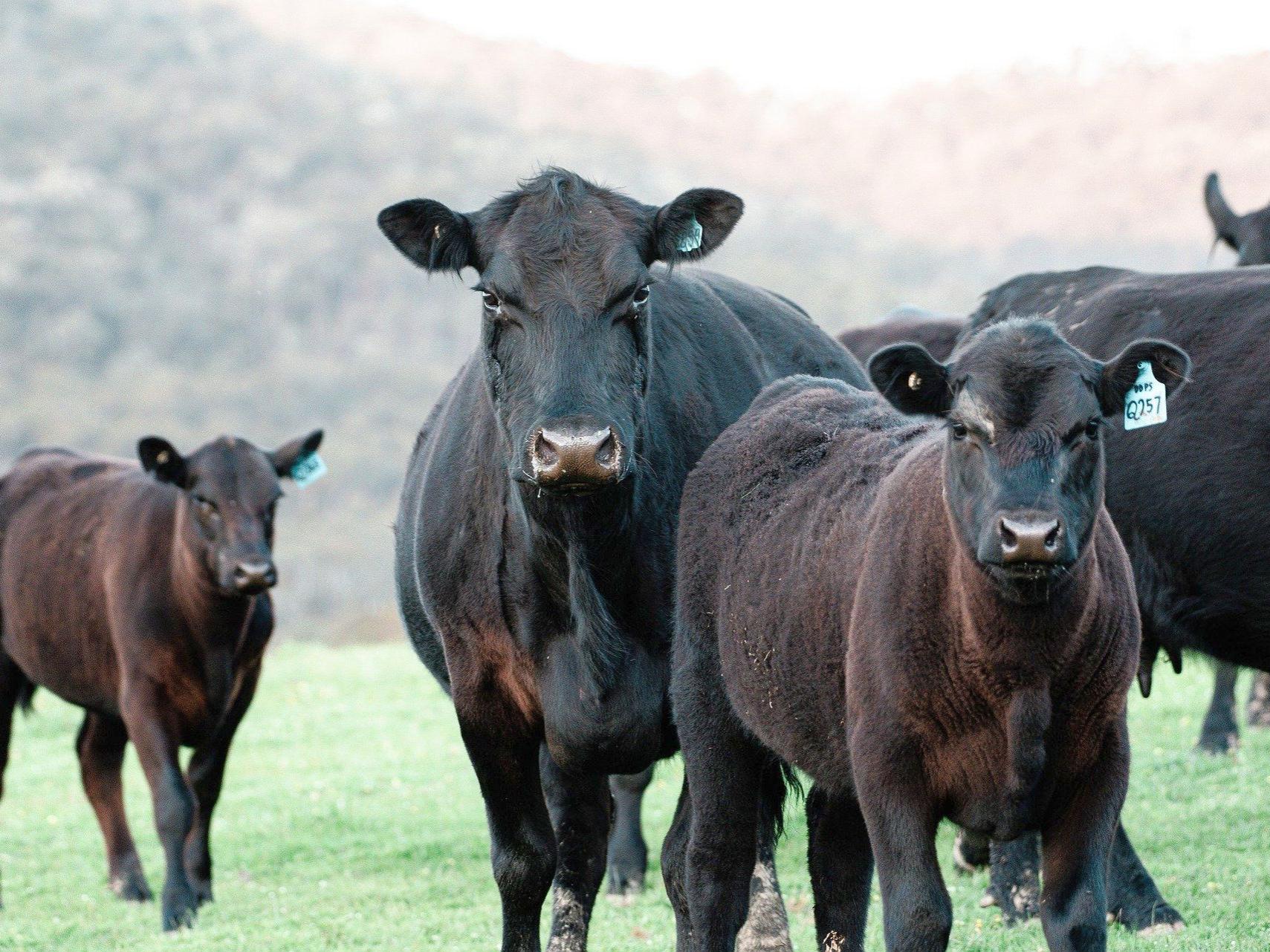 Angus cattle