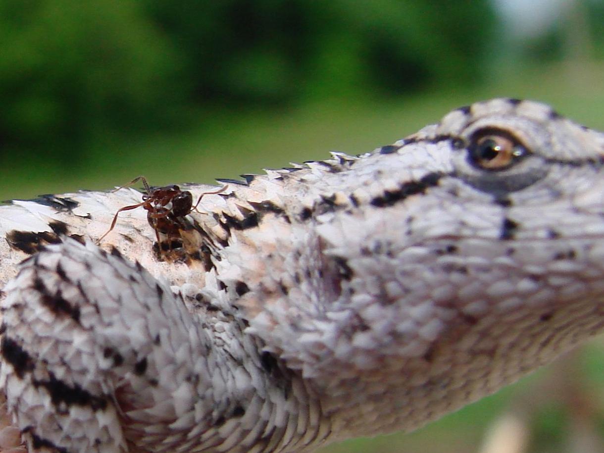 fire ant on lizard shoulder