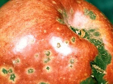 Apple scab on apple
