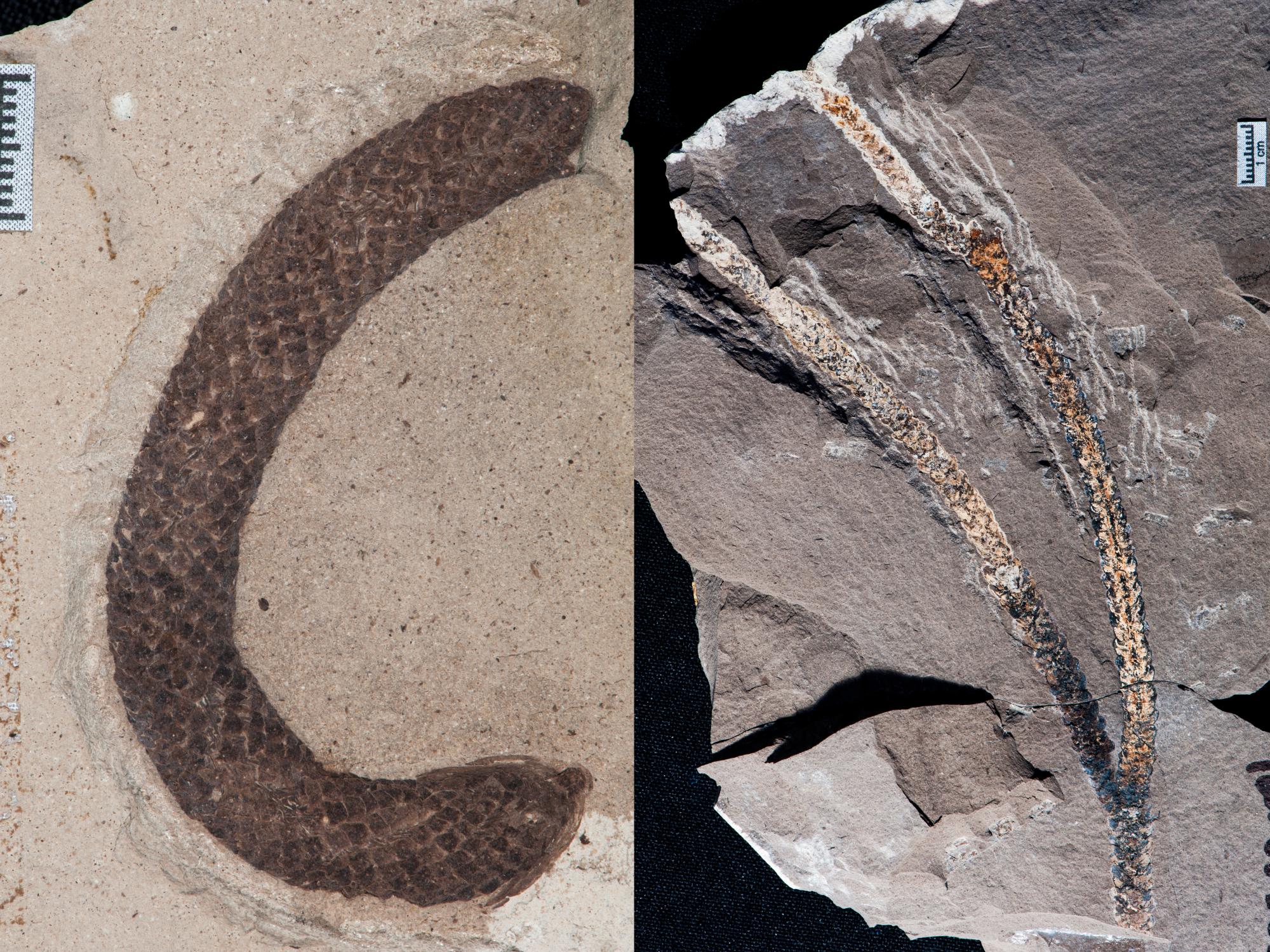To the left an exceptionally preserved male pollen cone of Araucaria huncoensis, and to the right a leafy branch fossil of Araucaria huncoensis