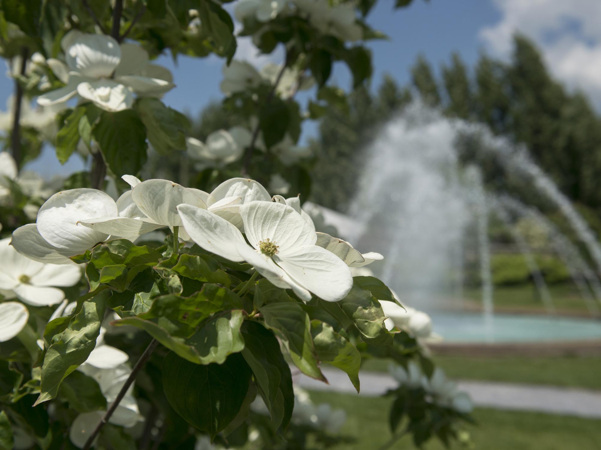 Arboretum-fountain
