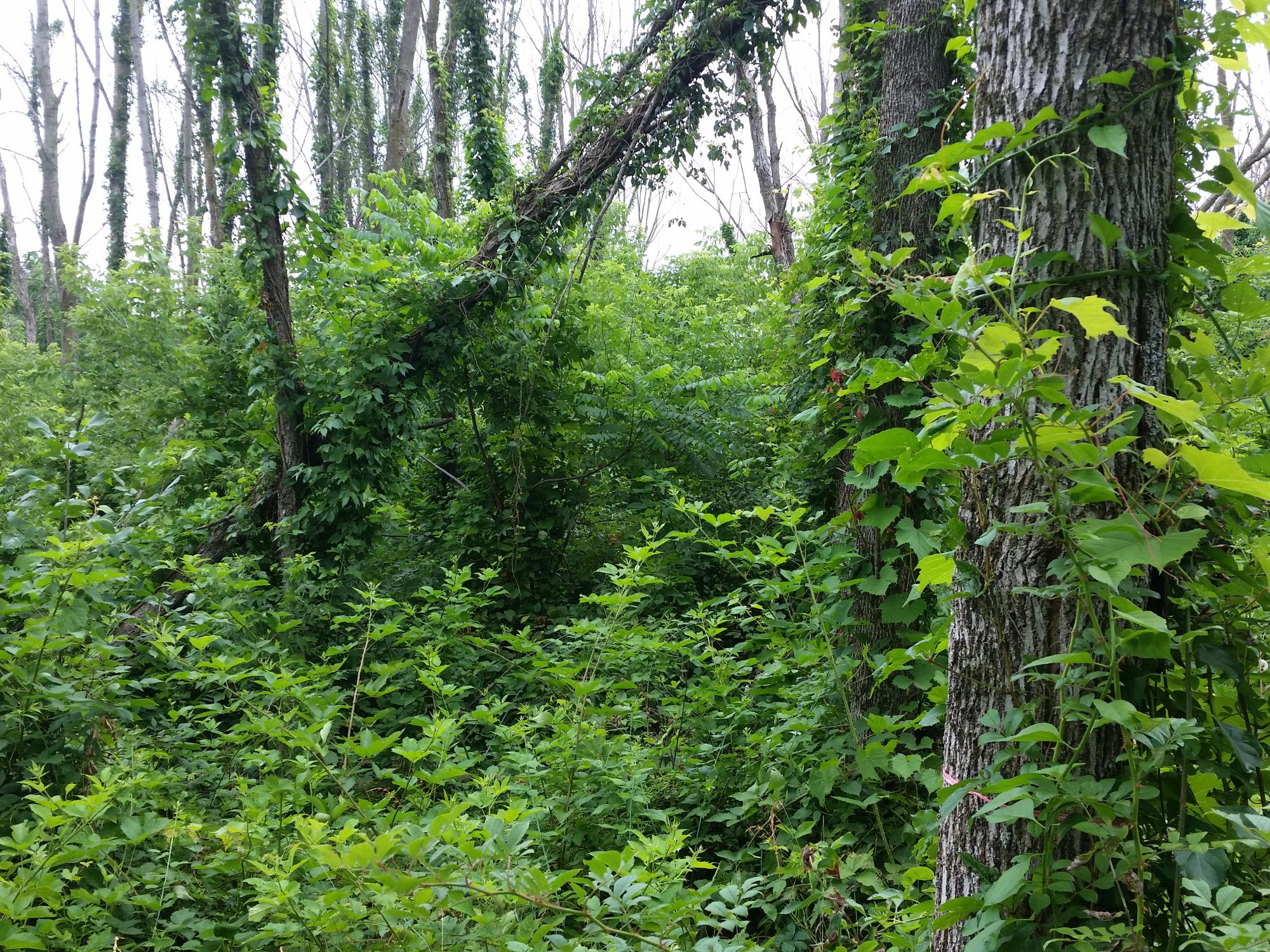 reclaimed by nature