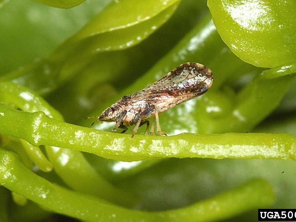 Asian citrus psyllid