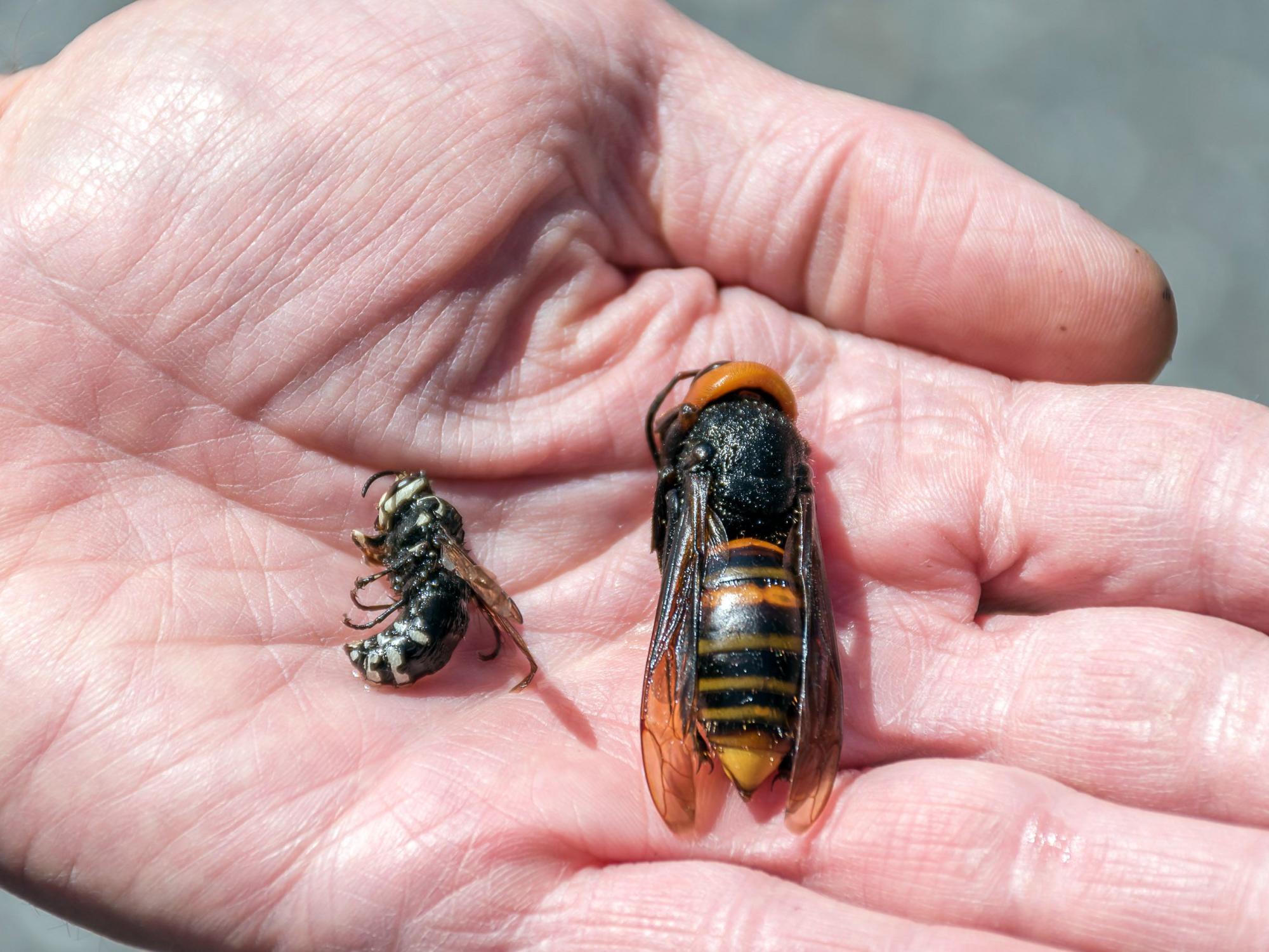 Asian giant hornet and baldfaced hornet queens