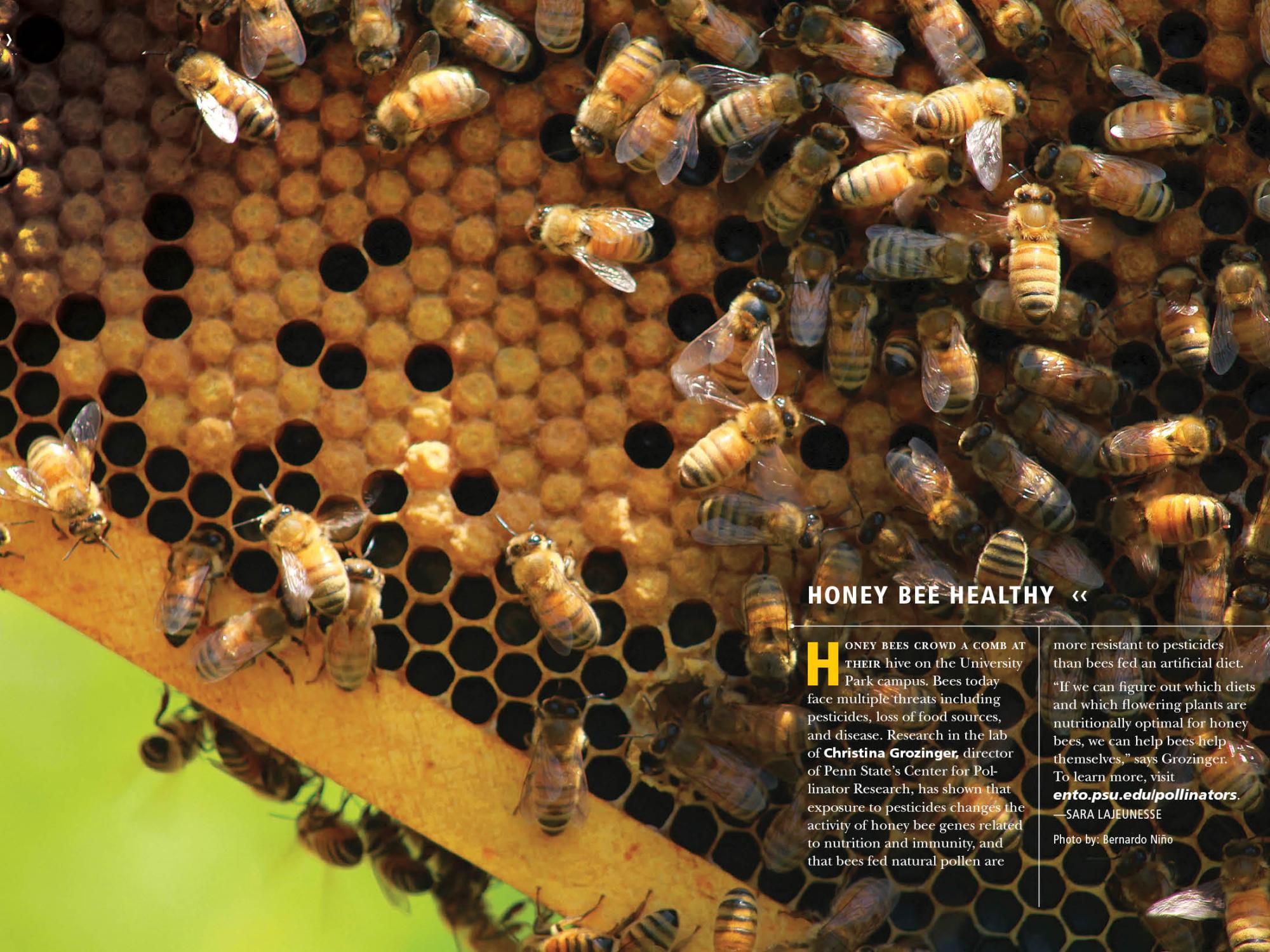 honey bees