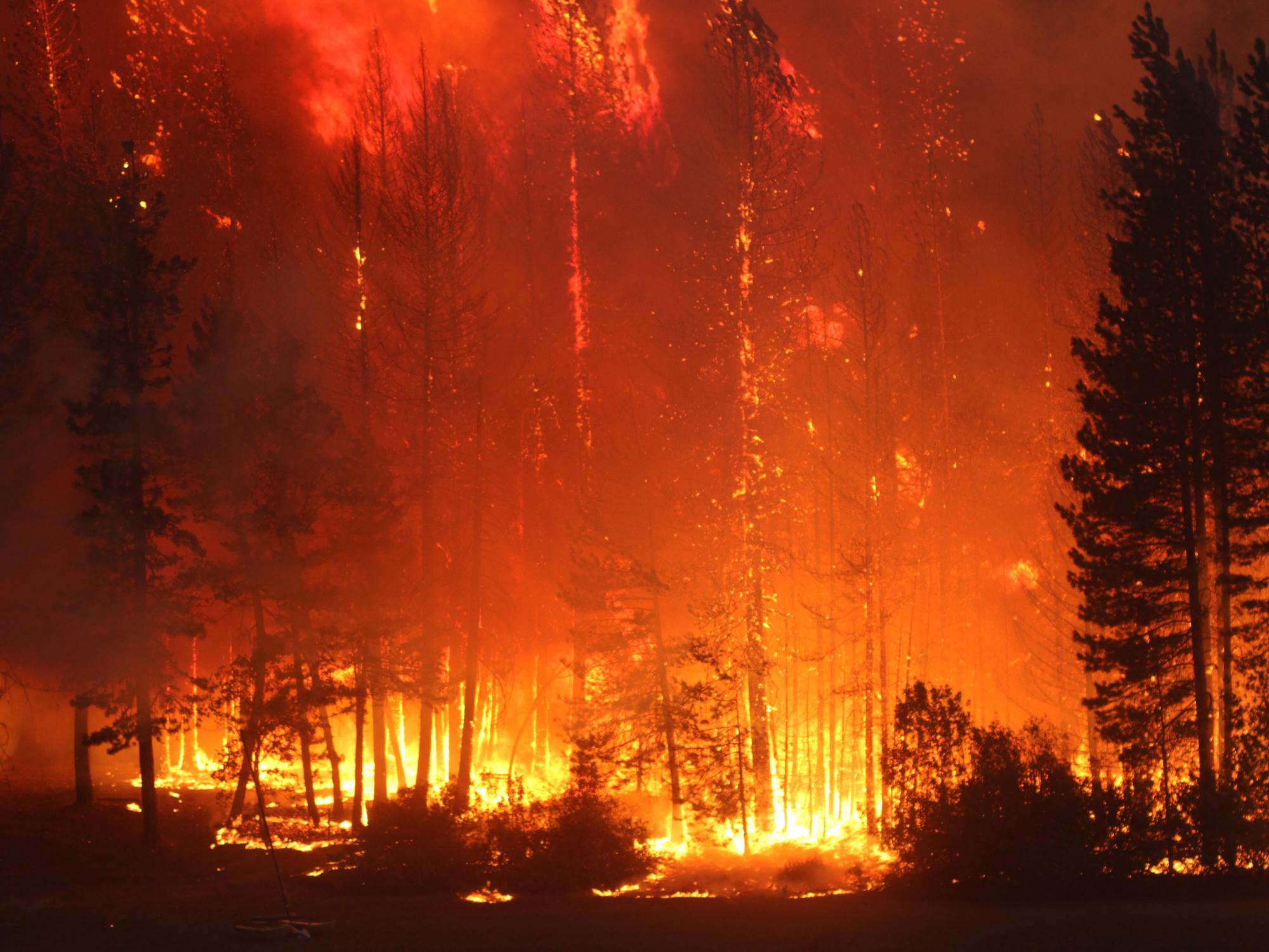 A wildfire burns a forest at night