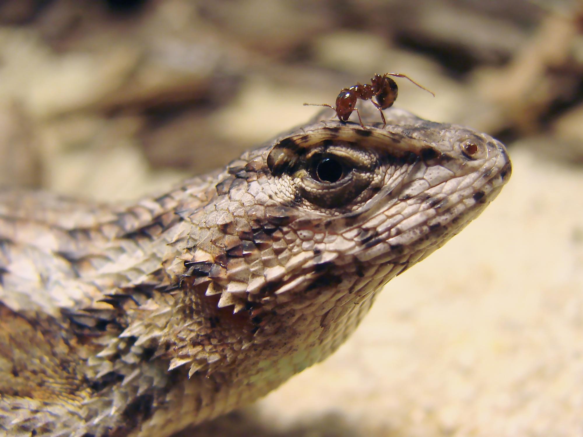 Lizard with fire ant