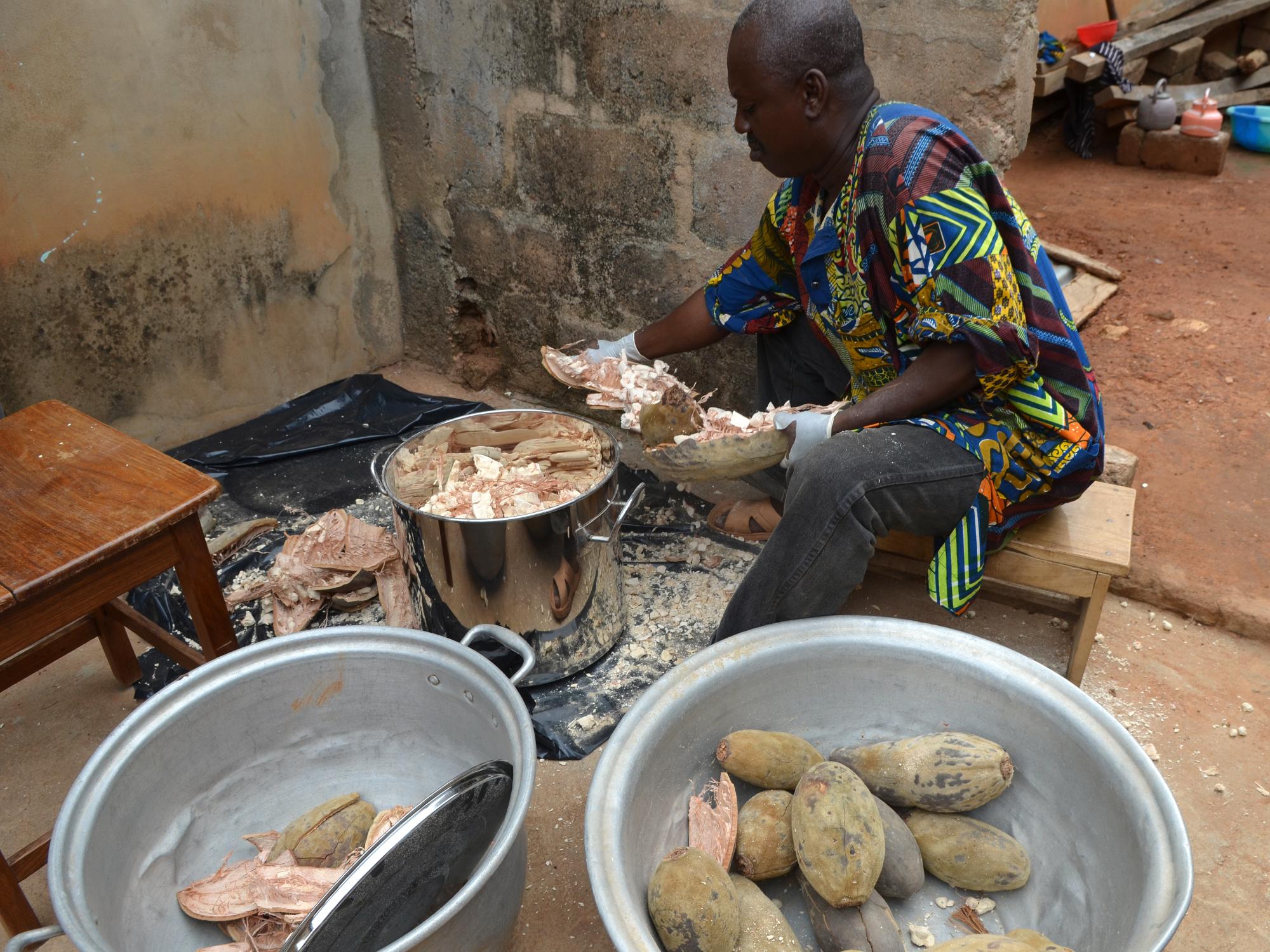 Worker breaks open baobab fruit