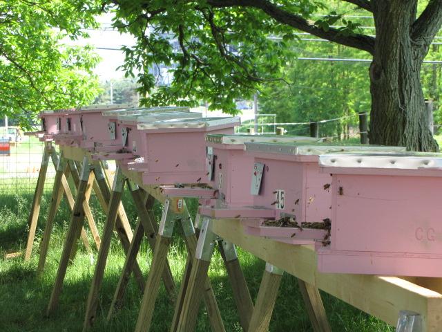 bee hives