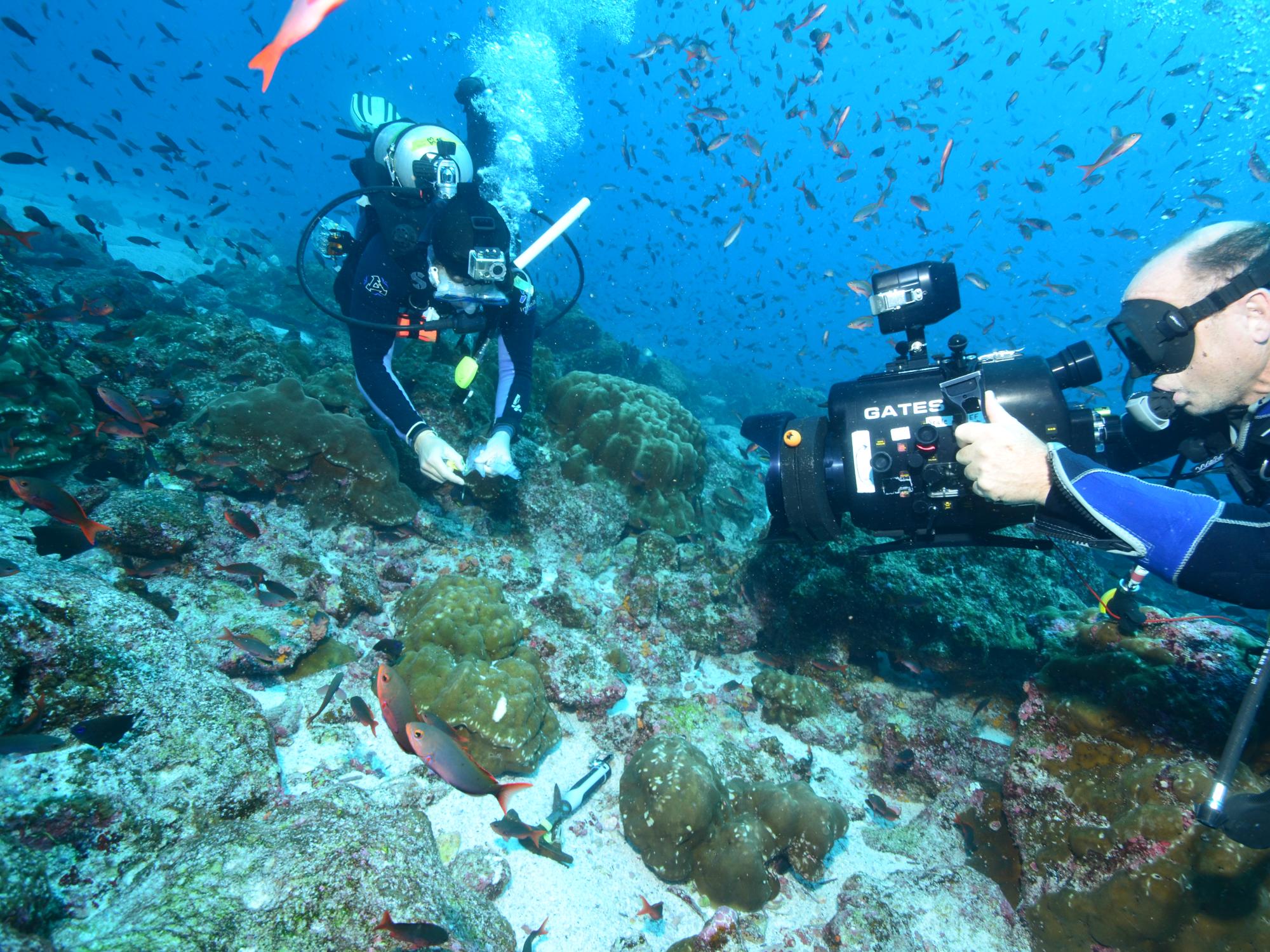 Researchers sampling lobe corals