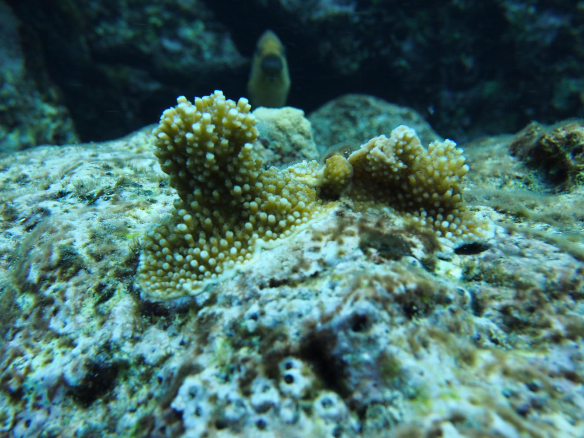 young elkhorn coral