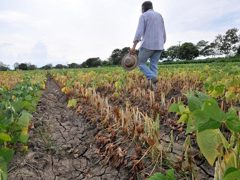Bean Plants in Colombia
