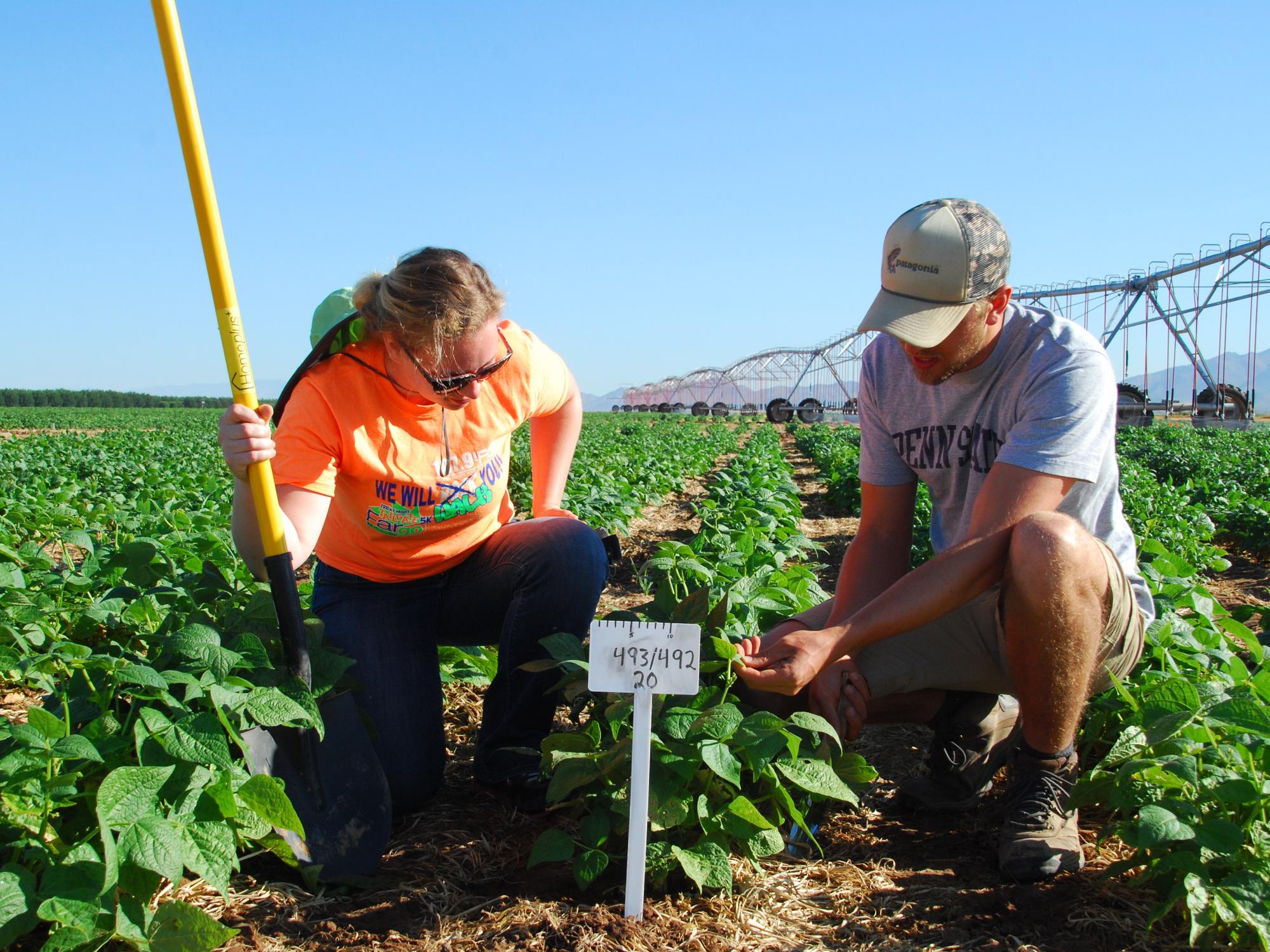 Beanfield, researchers