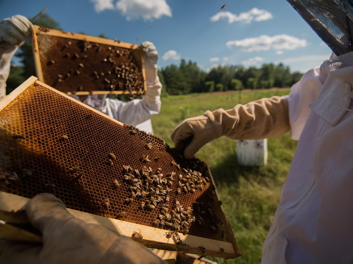 Beekeeper and hive