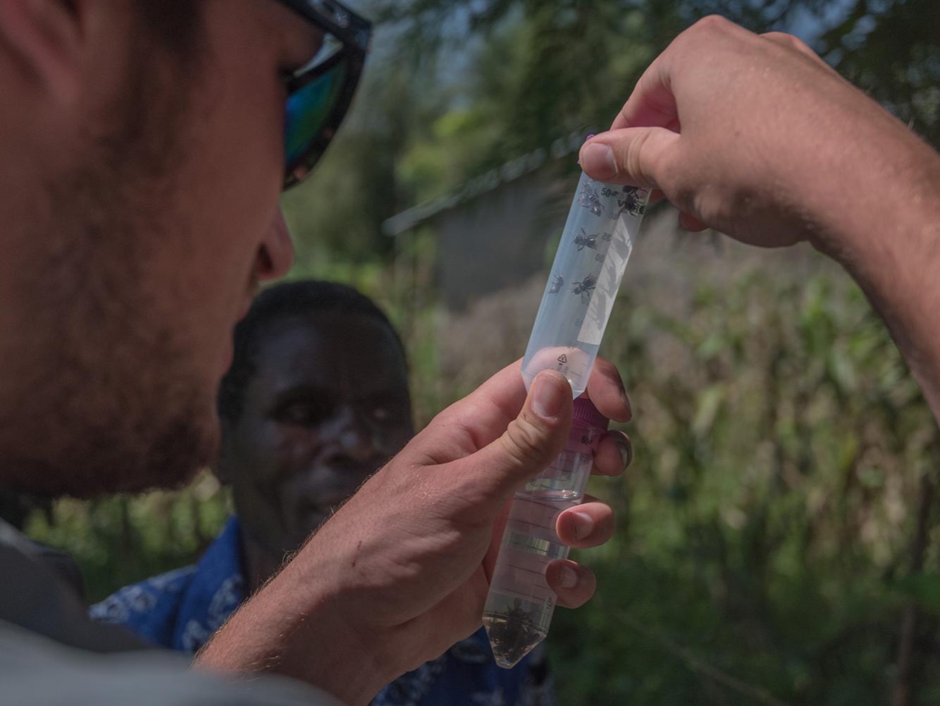 Bee sample collecting