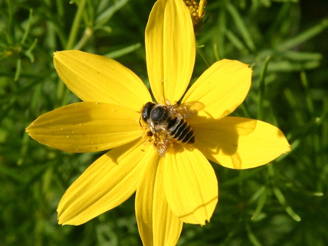 MG Pollinator one