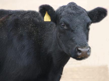 Beef cow animal identification